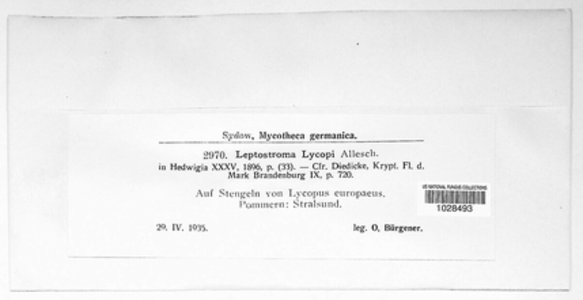 Leptostroma lycopi image